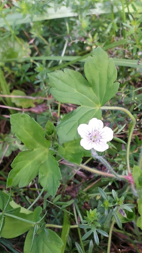 Geranium nepalense (Nepalese crane's bill) — photo