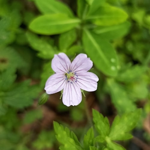 Geranium nepalense