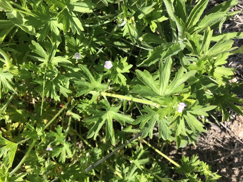 Geranium pilosum (Cut-leaf crane's-bill) — photo