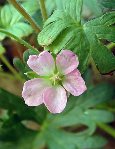 Geranium pilosum