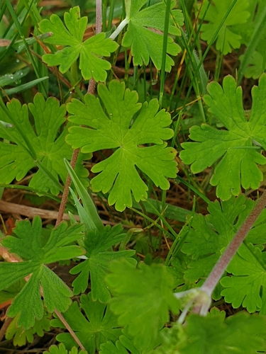 Geranium potentilloides (Crane’s bill) — photo