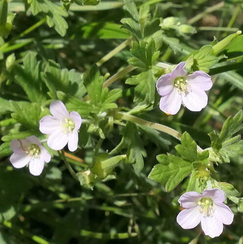 Geranium potentilloides (Crane’s bill) — photo