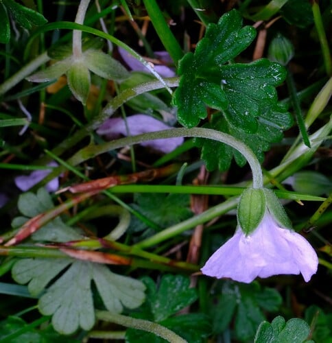 Geranium potentilloides
