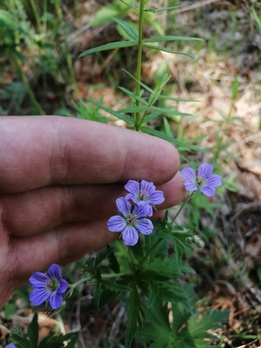Geranium pseudosibiricum — photo