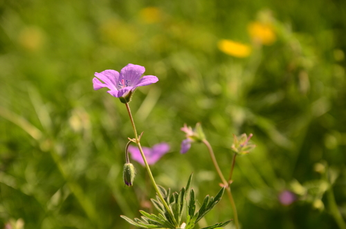 Geranium pseudosibiricum
