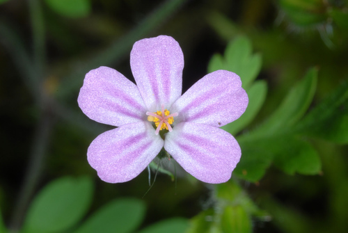 Geranium purpureum — photo