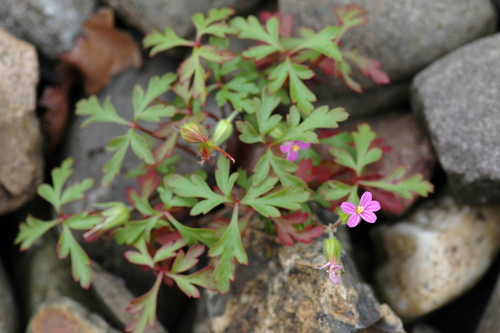 Geranium purpureum — photo