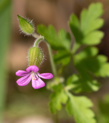 Geranium purpureum