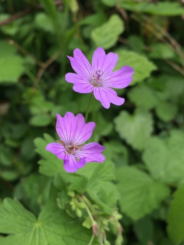 Geranium pyrenaicum — photo
