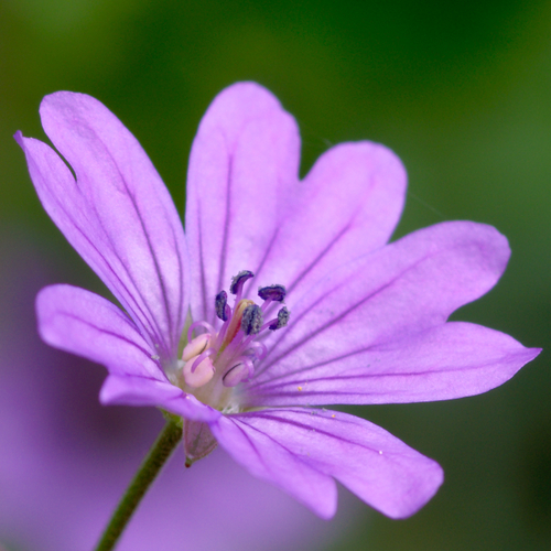 Geranium pyrenaicum — photo