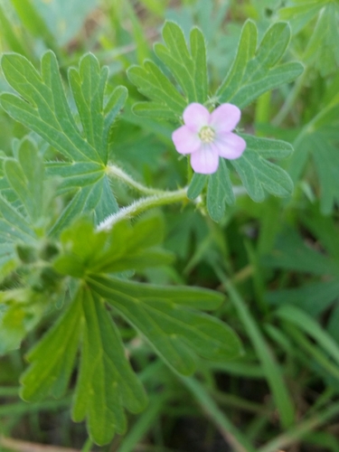Geranium retrorsum (Common Cranesbill) — photo