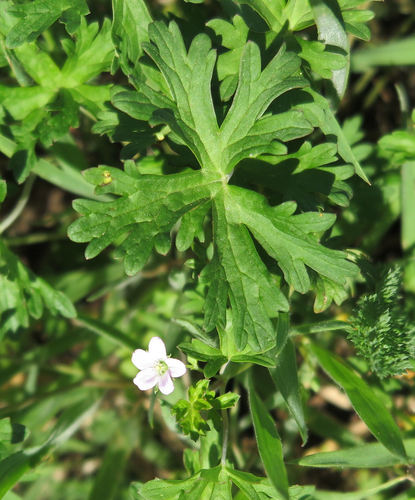 Geranium retrorsum (Common Cranesbill) — photo