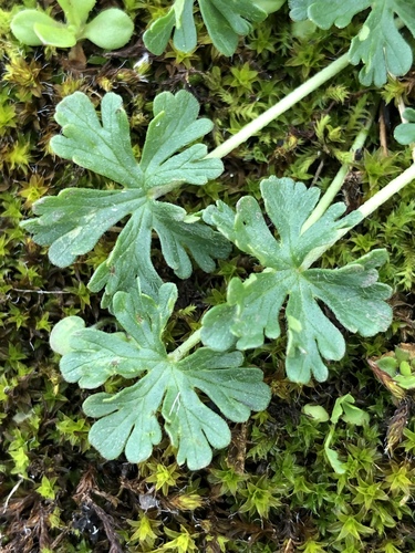 Geranium retrorsum