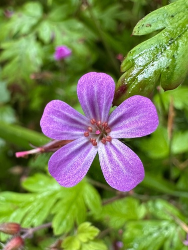 Geranium robertianum (Herb Robert) — photo
