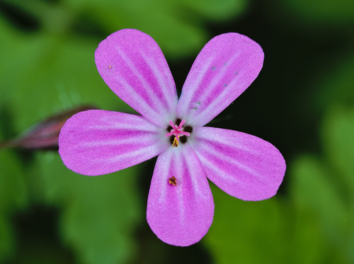 Geranium robertianum (Herb Robert) — photo