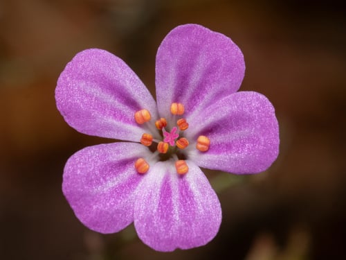Geranium robertianum