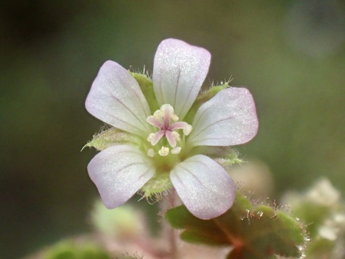 Geranium rotundifolium — photo