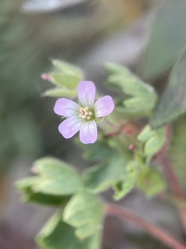 Geranium rotundifolium — photo