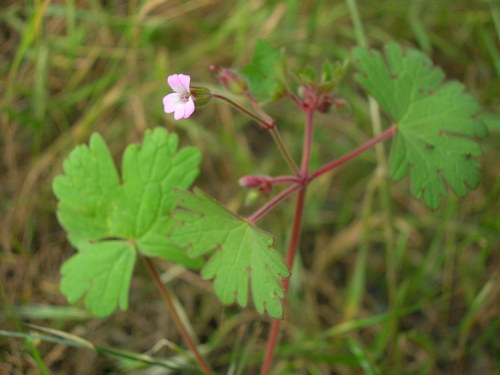Geranium rotundifolium