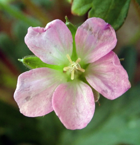 Geranium solanderi (Native carrot) — photo