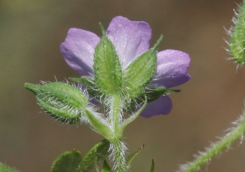 Geranium solanderi (Native carrot) — photo