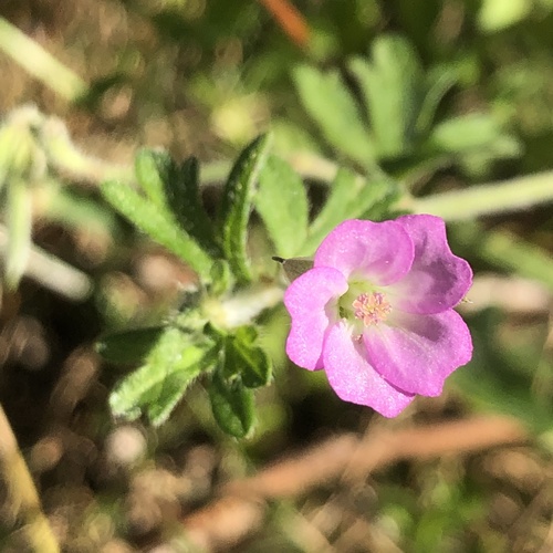 Geranium solanderi
