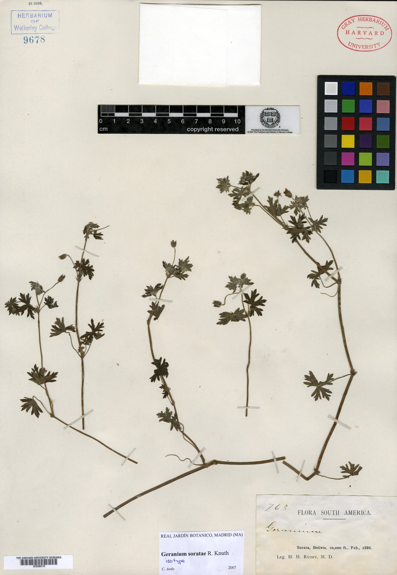 Geranium soratae — photo