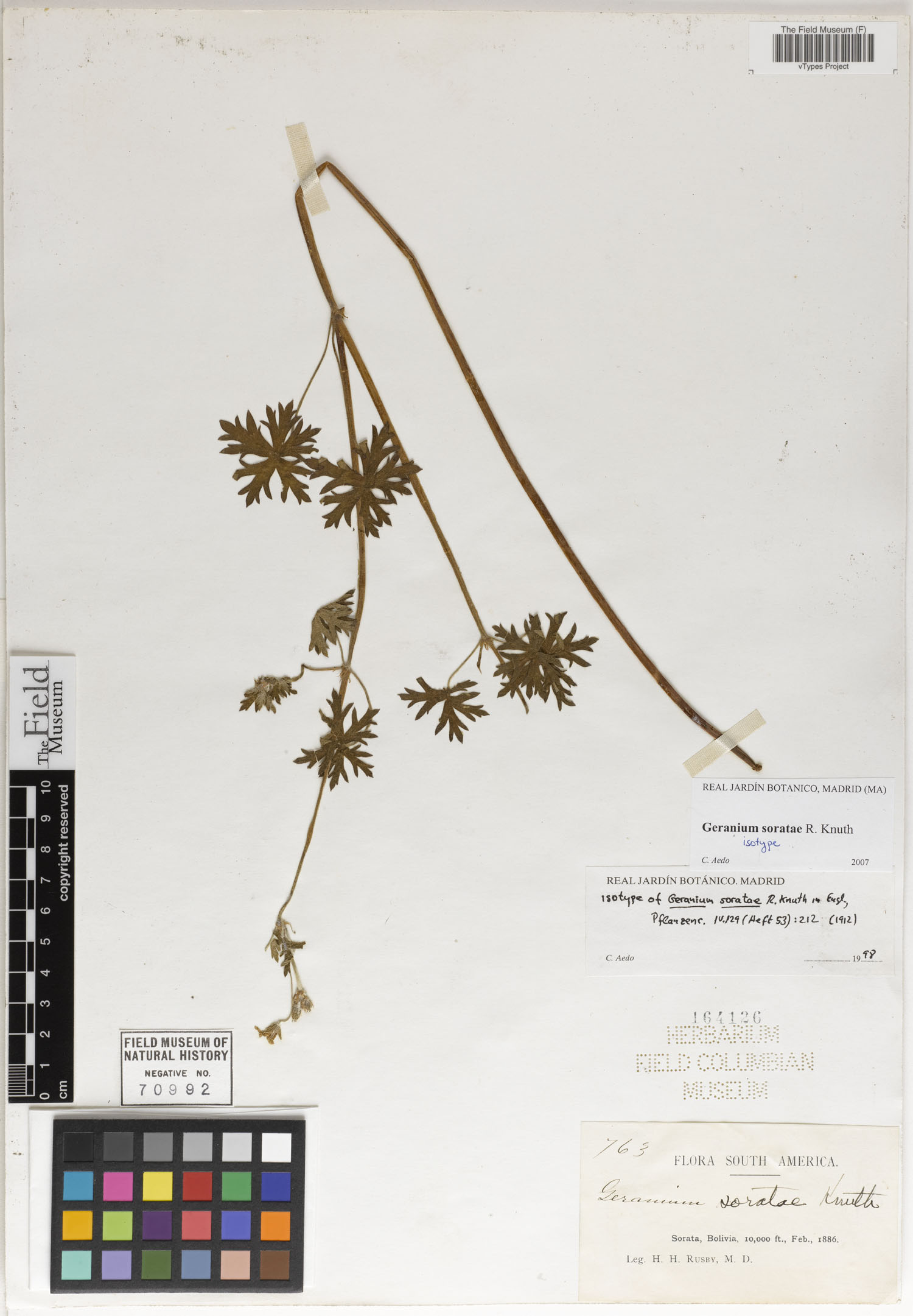 Geranium soratae
