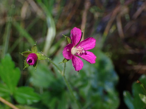 Geranium thunbergii — photo