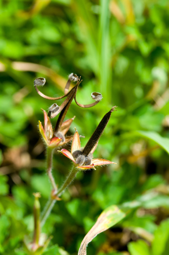 Geranium thunbergii — photo