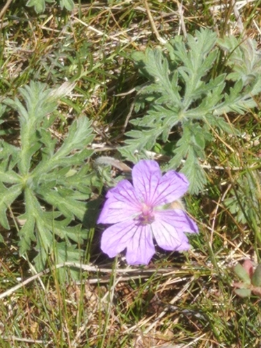 Geranium tuberosum (Tuberous cranesbill) — photo