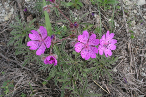 Geranium tuberosum (Tuberous cranesbill) — photo