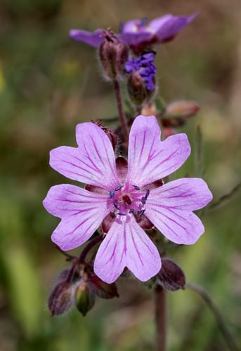 Geranium tuberosum