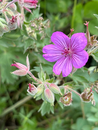 Geranium viscosissimum (Sticky geranium) — photo