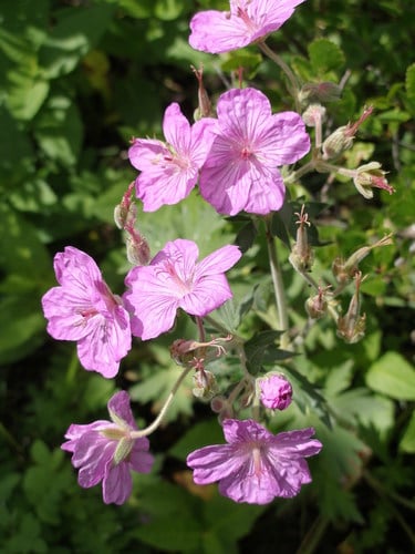 Geranium viscosissimum (Sticky geranium) — photo
