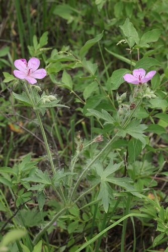 Geranium viscosissimum