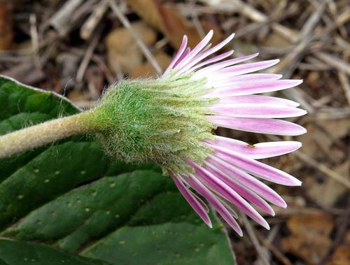 Gerbera ambigua — photo