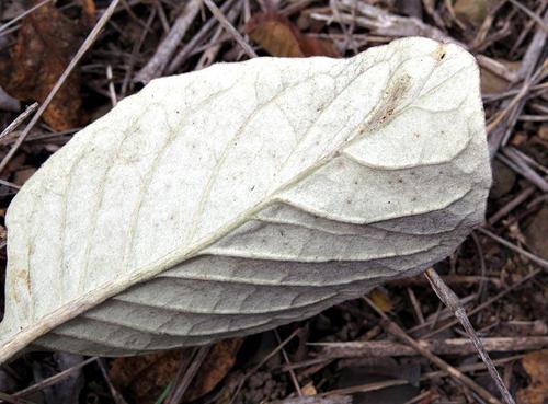 Gerbera ambigua — photo