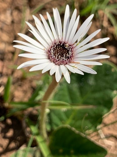 Gerbera ambigua