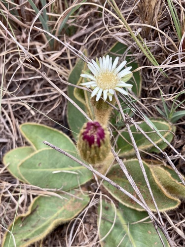 Gerbera piloselloides — photo