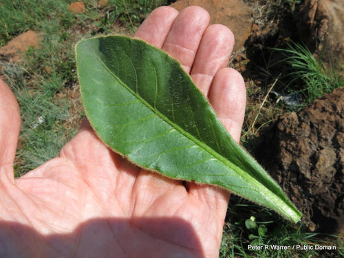 Gerbera piloselloides — photo