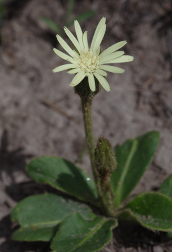 Gerbera piloselloides