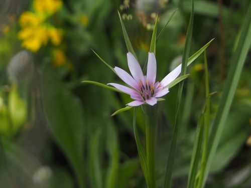 Geropogon hybridus (Old man's beard) — photo