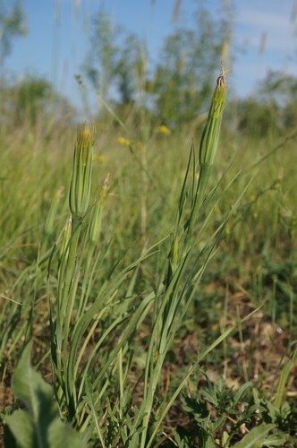 Geropogon hybridus (Old man's beard) — photo