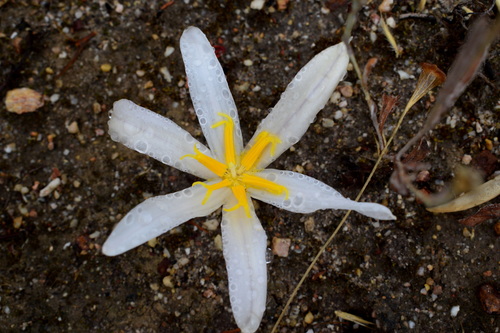 Gethyllis afra — photo