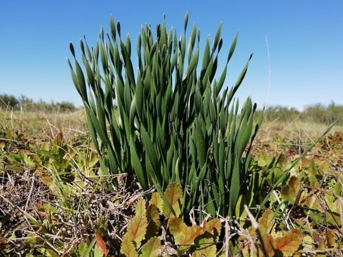 Gethyllis afra