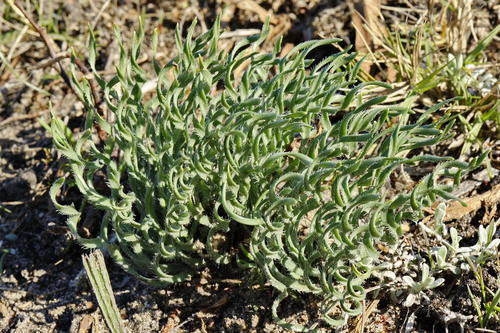 Gethyllis ciliaris