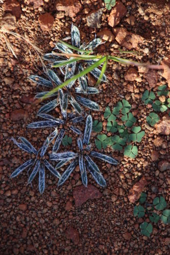 Gethyllis longistyla