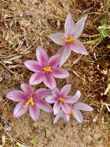 Gethyllis spiralis