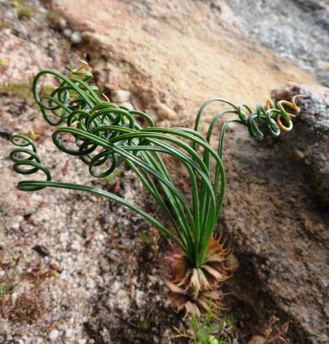 Gethyllis verticillata — photo